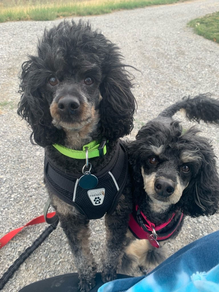 Two miniature poodles, Lloyd and London
